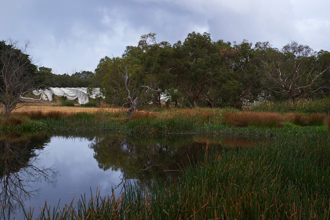 Port Phillip Estate and Kooyong Wines — winery in Red Hill South, Mornington Peninsula