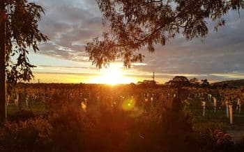 Hickinbotham of Dromana