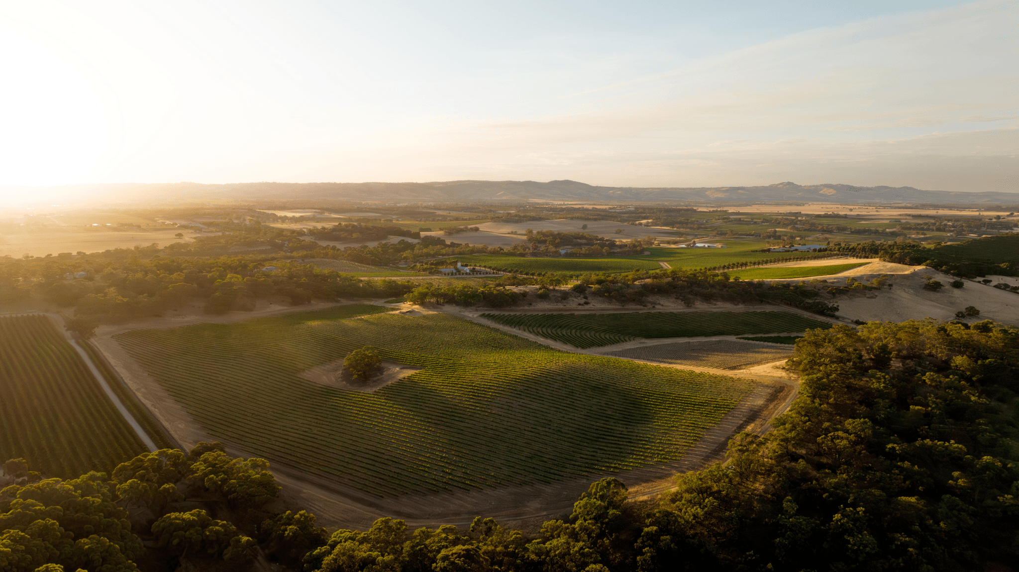 Tscharke Wines