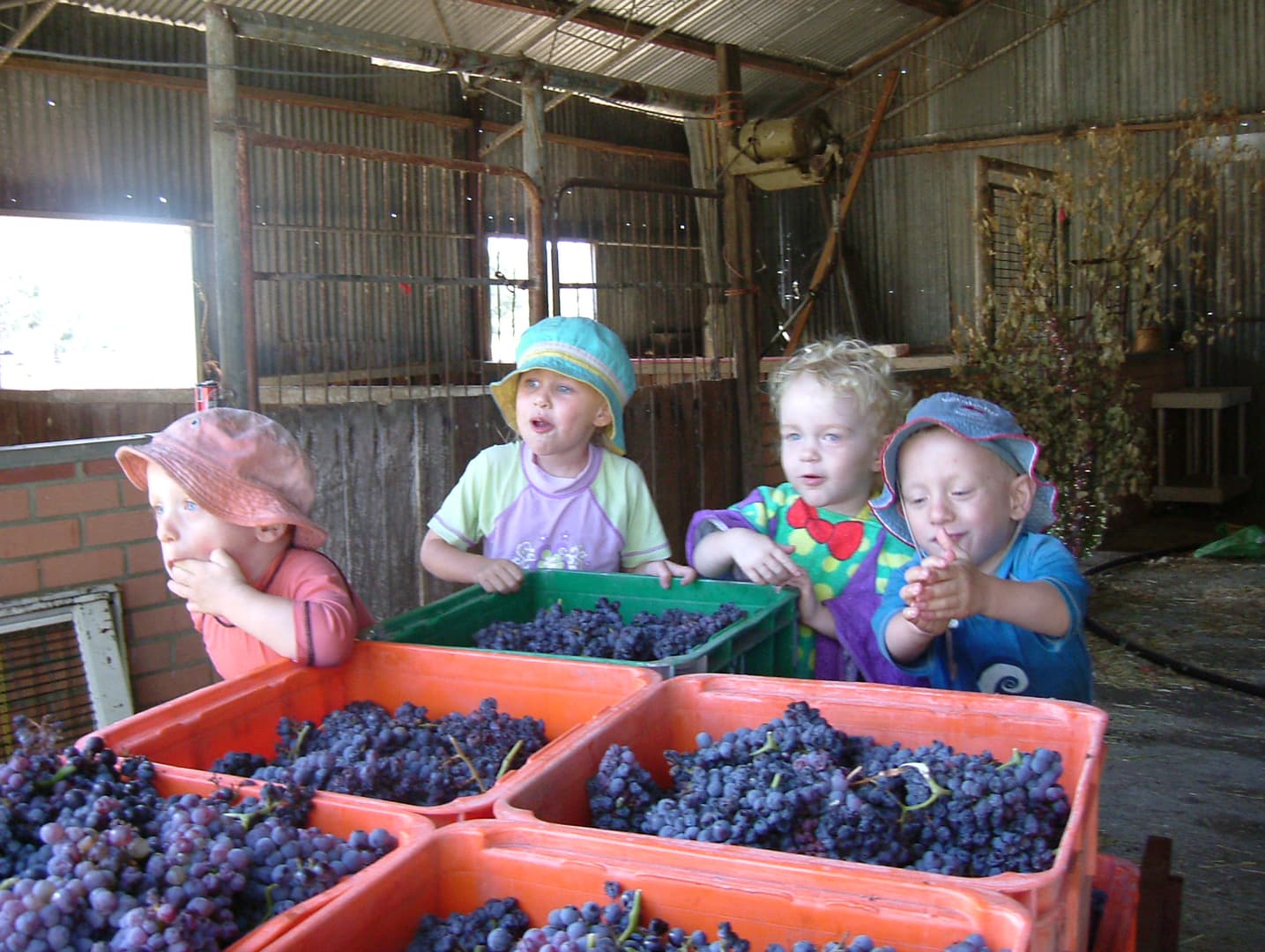Tyler's Vineyard
