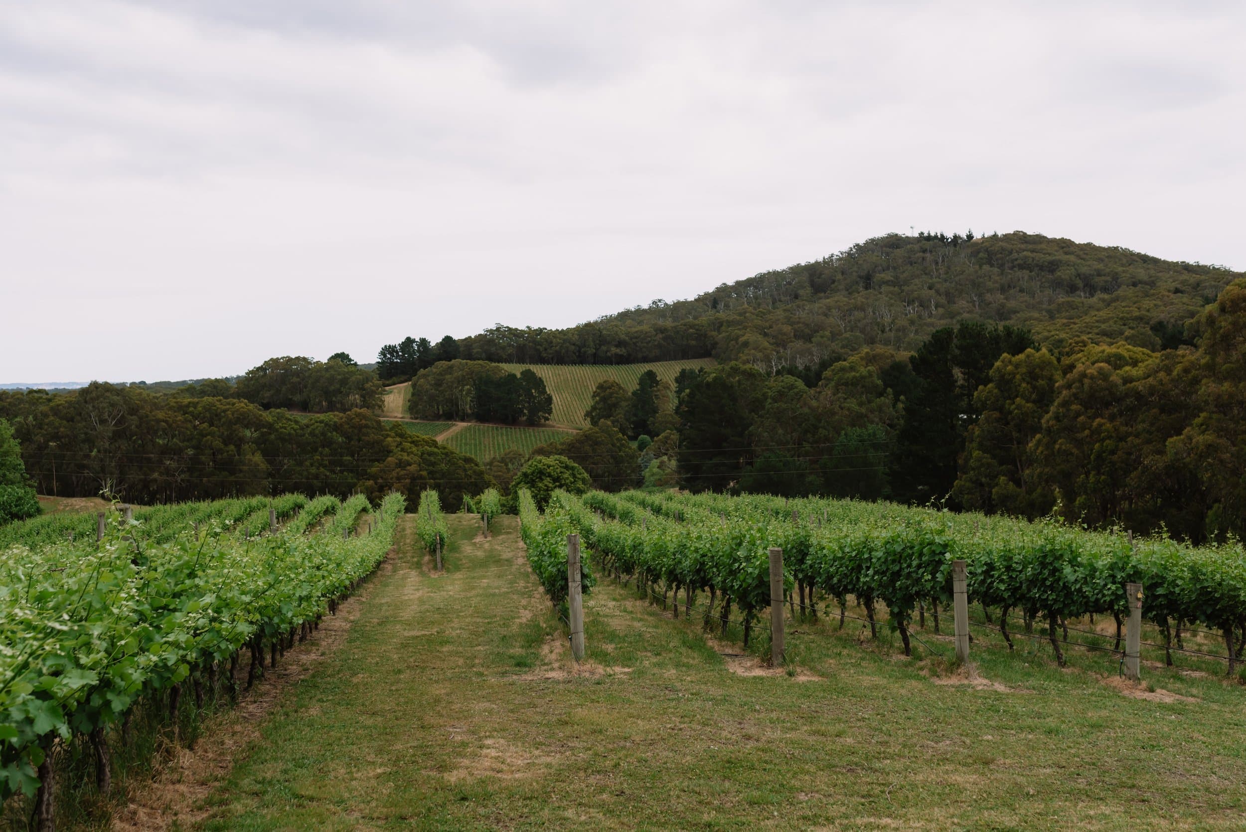 Greenhill Wines Cellar Door & Restaurant Hester