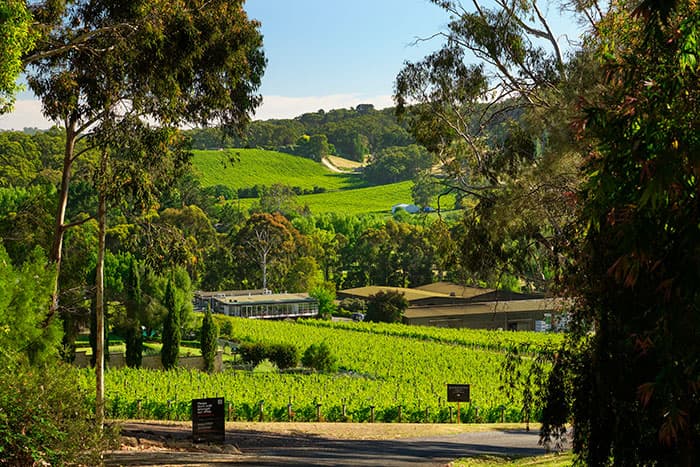 Tapanappa Wines