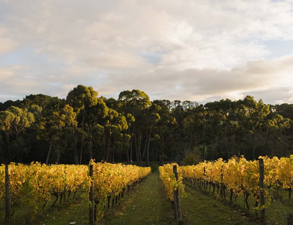 Polperro Winery — winery in Red Hill, Mornington Peninsula