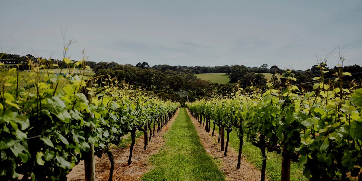 Montalto — winery in Red Hill South, Mornington Peninsula